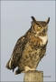 Great-Horned-Owl;Owl;Florida;Southeast-USA;Bubo-virginianus;one-animal;close-up;